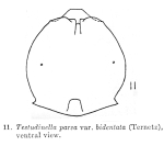 Testudinella parva f. bidentata