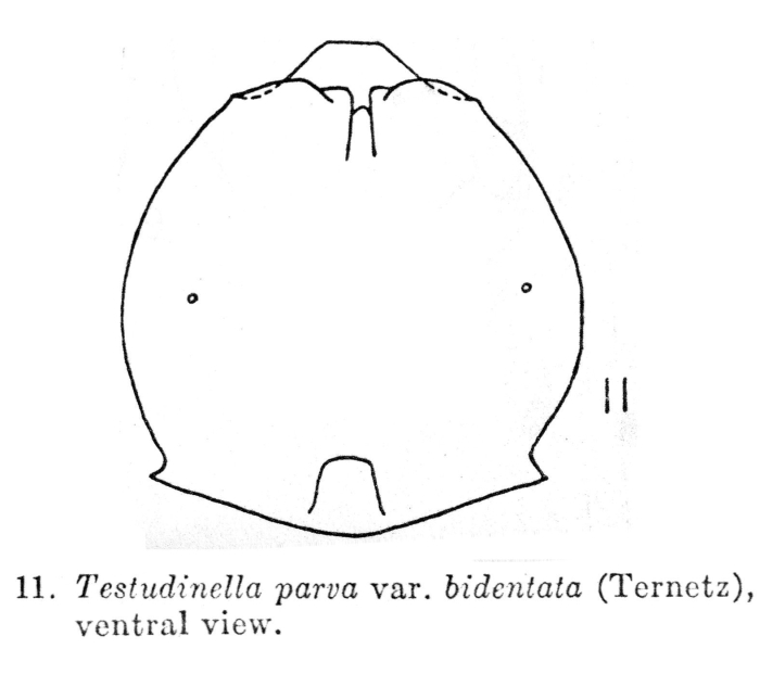 Testudinella parva f. bidentata Testudinella parva f. bidentata