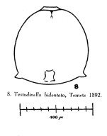 Testudinella parva f. bidentata