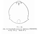 Testudinella parva f. bidentata