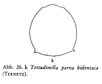Testudinella parva f. bidentata