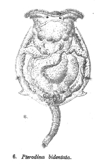Testudinella parva f. bidentata