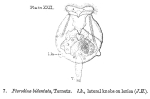 Testudinella parva f. bidentata