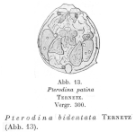 Testudinella parva f. bidentata