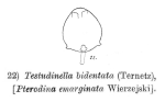 Testudinella parva f. bidentata