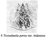 Testudinella parva f. bidentata