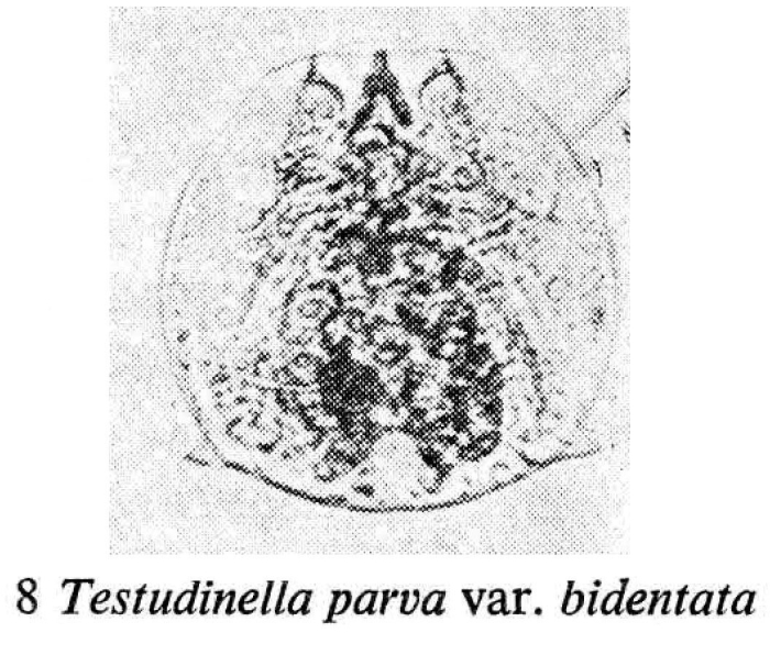 Testudinella parva f. bidentata Testudinella parva f. bidentata
