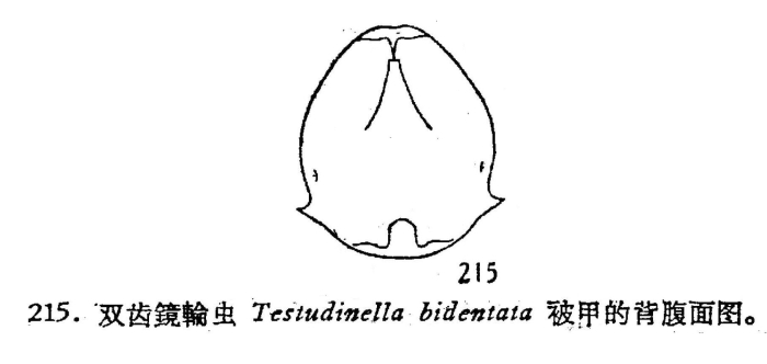 Testudinella parva f. bidentata Testudinella parva f. bidentata