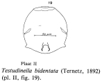 Testudinella parva f. bidentata