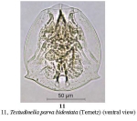 Testudinella parva f. bidentata