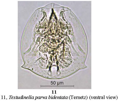 Testudinella parva f. bidentata Testudinella parva f. bidentata