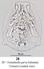 Testudinella parva f. bidentata