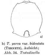 Testudinella parva f. bidentata