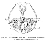 Testudinella parva f. bidentata - Original description image