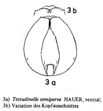 Testudinella parva semiparva