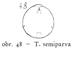 Testudinella parva semiparva