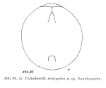 Testudinella parva semiparva