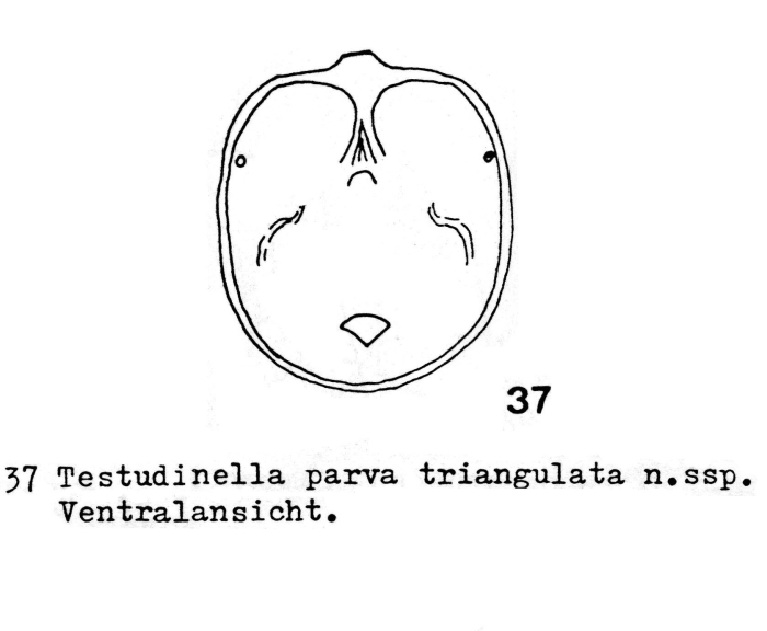 Testudinella parva triangulata - Original description image