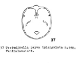 Testudinella parva triangulata