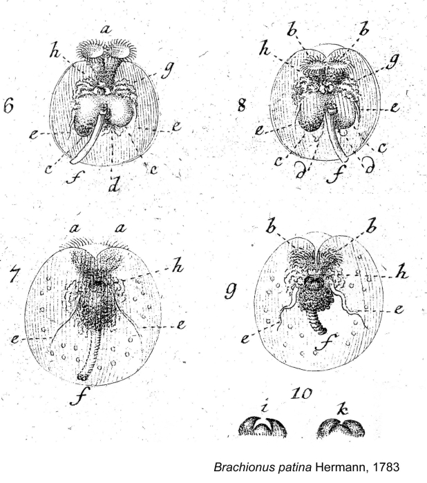 Testudinella patina Testudinella patina