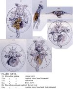 Testudinella patina