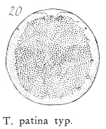 Testudinella patina