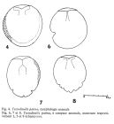 Testudinella patina