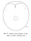Testudinella patina