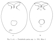 Testudinella patina