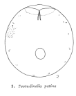 Testudinella patina