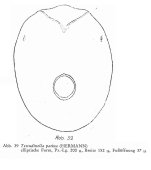 Testudinella patina
