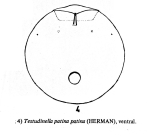 Testudinella patina