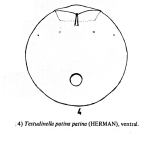 Testudinella patina