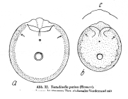 Testudinella patina
