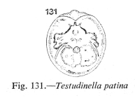 Testudinella patina