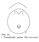 Testudinella patina