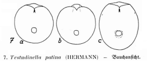 Testudinella patina