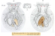 Testudinella patina