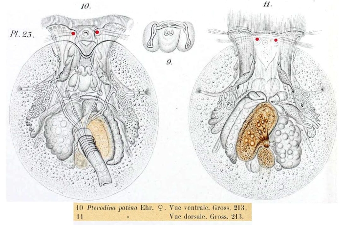 Testudinella patina Testudinella patina