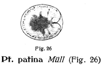 Testudinella patina