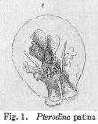 Testudinella patina