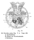 Testudinella patina