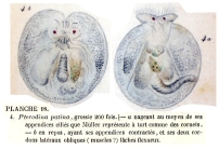 Testudinella patina