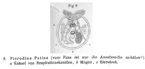 Testudinella patina