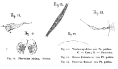 Testudinella patina