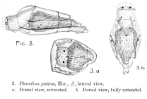 Testudinella patina