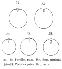 Testudinella patina
