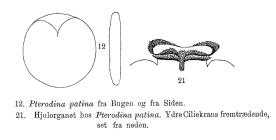 Testudinella patina