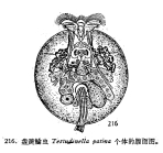 Testudinella patina
