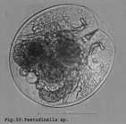 Testudinella patina